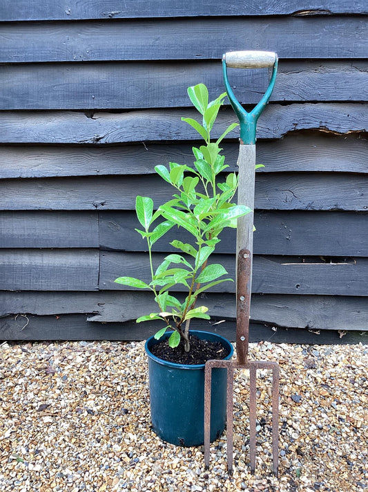 Cherry Laurel | Prunus Laurocerasus Rotundifolia - 60-80cm - Pot Grown - 10lt