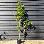 Japanese blue oak | Quercus glauca - Height 180-200cm -Pot Grown - 10lt
