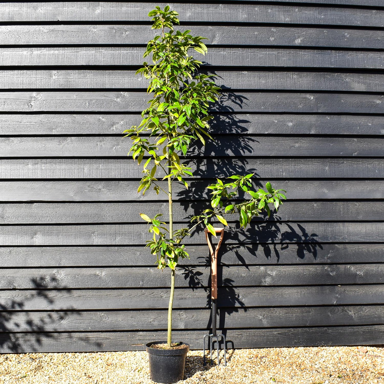 Japanese blue oak | Quercus glauca - Height 180-200cm -Pot Grown - 10lt