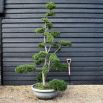 Ilex crenata Green Glory| Japanese Holly - Bonsai - Height 200-210cm - 70lt