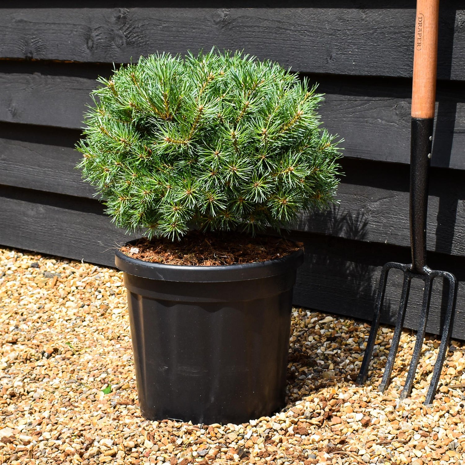 Pinus sylvestris 'Martham' - Height 30-35cm -Width 40-50cm - 18lt
