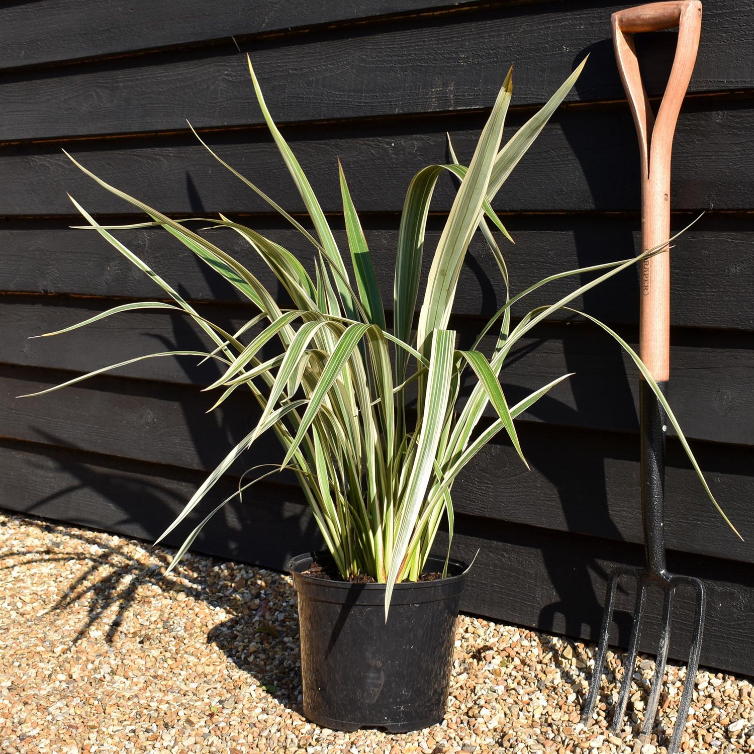 Phormium 'Tricolour' - Height 40-60cm - 7.5lt