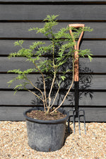 Sambucus Golden Tower - Shrub - 60-90cm - 20lt