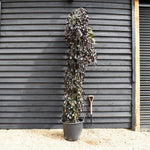 Fagus Sylvatica 'Purpurea Pendula'| Copper Beech - Girth 8-10cm - Height 240-260cm - 70lt