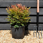 Nandina domestica 'Gulf Stream' - Height 40-50cm - 10lt