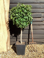 Liquidambar styraciflua 'Gum Ball' | Sweet gum 'Gum Ball' - 100-120cm, 15lt