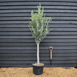 Olive Tree | Clear Stem 70-80cm - Height 190-220cm - 45lt