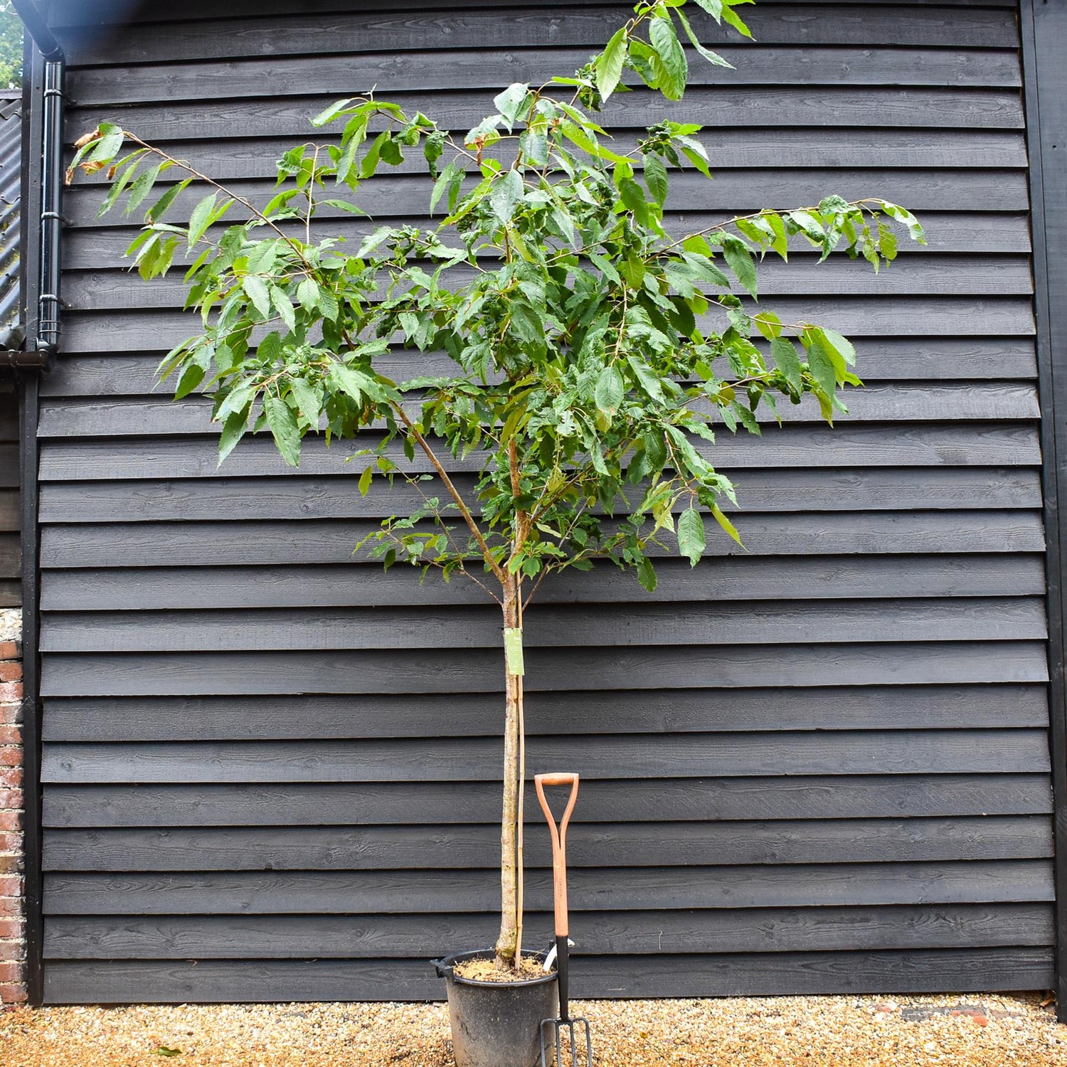 Double flowered Wild Cherry | Prunus Avium Plena - Height 220-250cm - Girth 10-12cm - 40lt