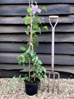 Clematis Boulevard 'Yuan' - 40-50cm - 3lt