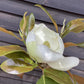 Magnolia Grandiflora 'Ferruginea' | Evergreen magnolia 'Ferruginea' - 200-220cm, 45lt