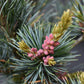 Pinus parviflora 'Negishi' | Japanese white pine - Height 50-60cm - Width 30cm - 10-12lt