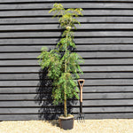 Rowan | Sorbus aucuparia Chinese Lace | Mountain Ash - Height 200-220cm - 20lt