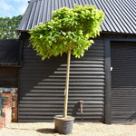 Catalpa Bignonioides (Ovata) Tree | Indian bean tree - Standard - Mature Tree - Height 350cm - 150lt