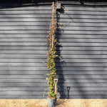 Trachelospermum jasminoides | Star Jasmine - Cane - 300-320cm - 30lt