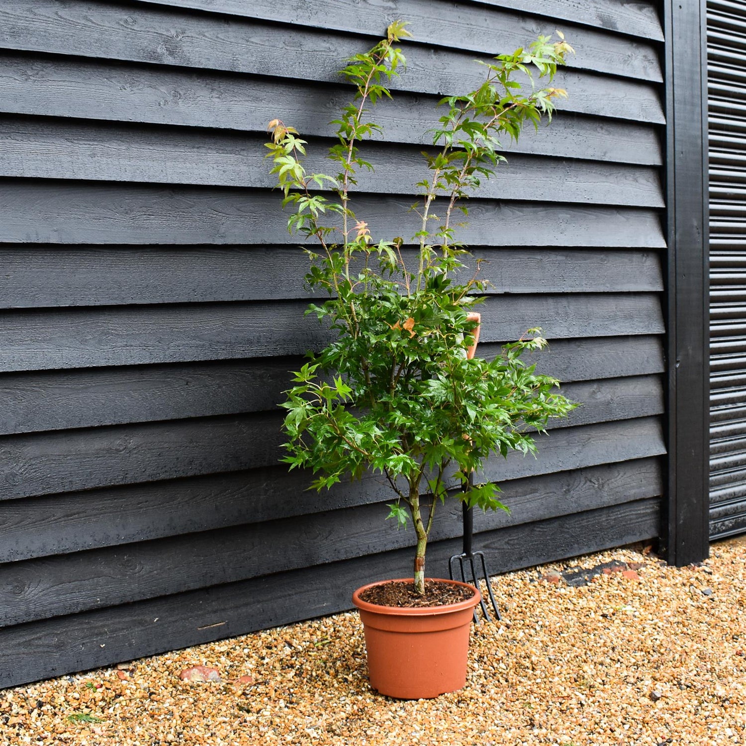 Acer palmatum 'Osakazuki' | Japanese Maple - Bushy - 120-160cm - 18lt