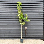 Cherry 'Stella' on Colt | Prunus avium - Semi-Dwarfing - 160-170cm - 12lt