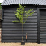 Alder tree | Alnus Cordata - Clear Stem - Height 300-350cm - Girth 8-10cm - 45lt