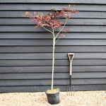 Albizia Julibrissin Evey's Pride | Silk Tree - Height 140-145cm - 15lt