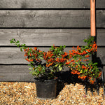 Pyracantha 'Orange Glow' | Orange Firethorn 10-20cm - 3lt