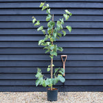 Cercis siliquastrum Bodnant - Height 160-180cm - Bushy - 12lt