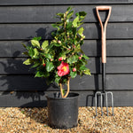 Camellia Dr King - Height 60-70cm -12lt