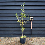 Ginkgo biloba | Maidenhair Tree - Bushy - Height 110-125cm - 12lt