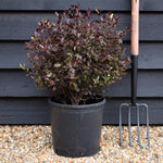 Pittosporum Tom Thumb - Shrub - Height 40-60cm - 10lt