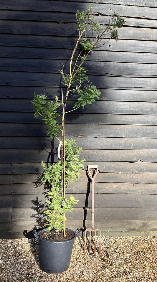 Acacia dealbata 'Gaulois Astier' | Mimosa Tree - 230-240cm, 30lt