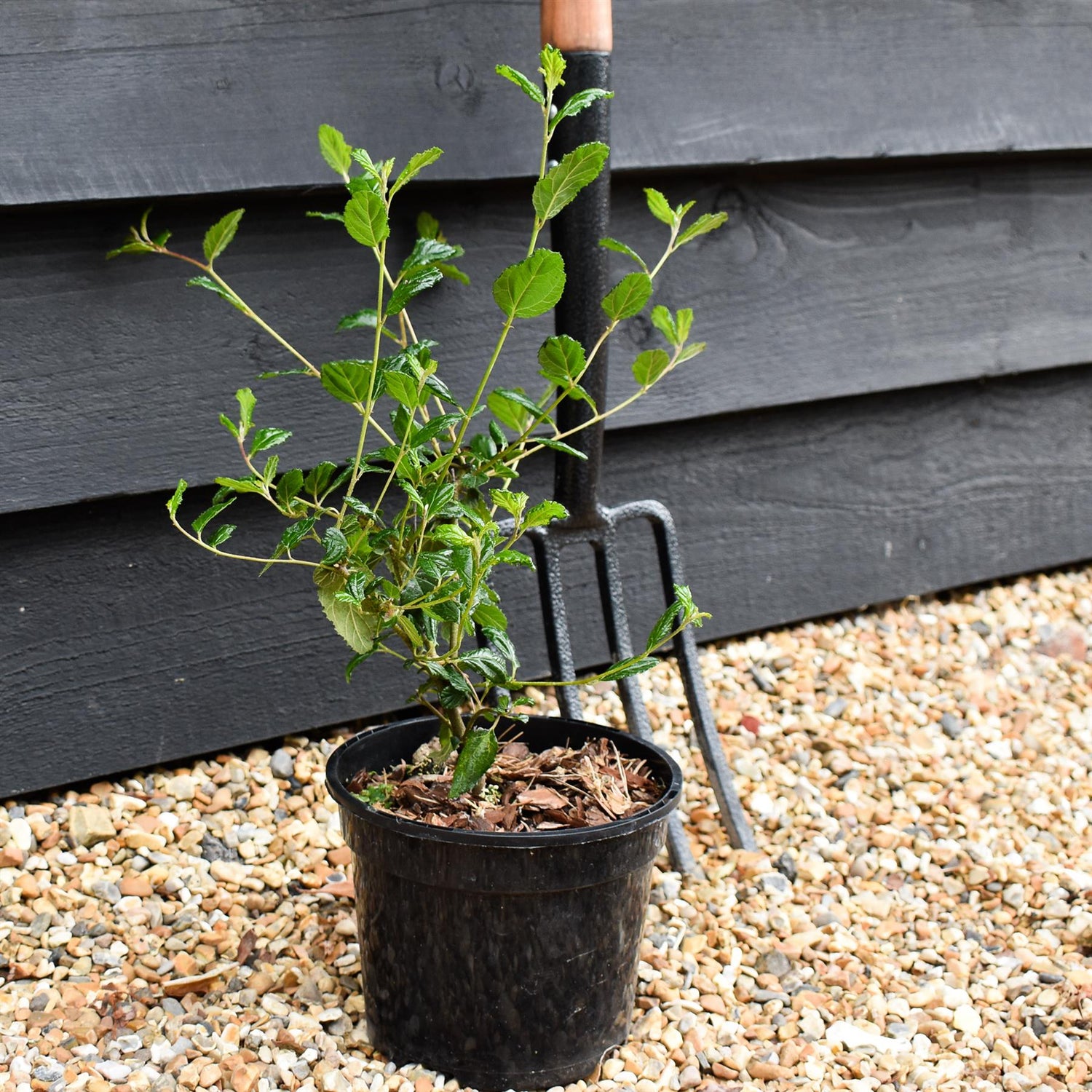 Ceanothus Autumnal Blue | Californian lilac ‘Autumnal Blue' - 15-35cm, 2lt