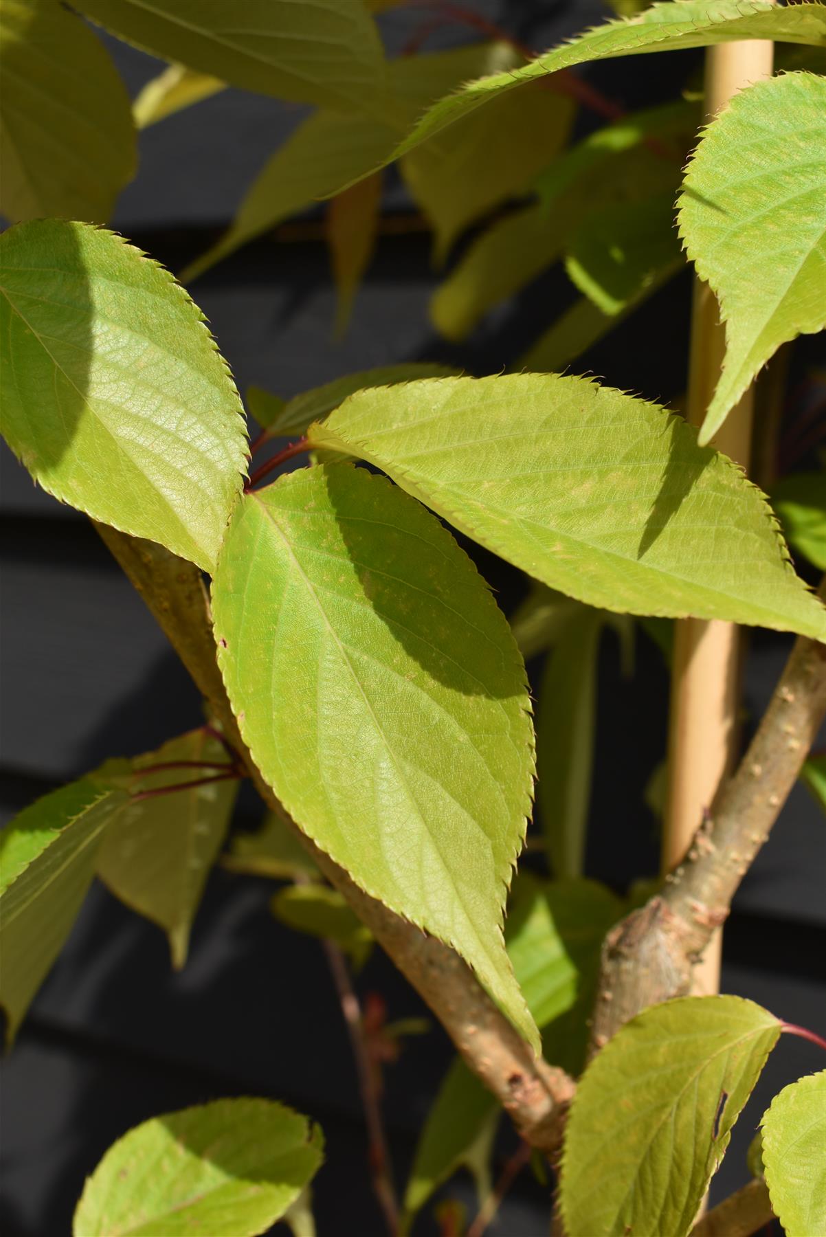 Prunus Shirofugen | Cherry 'Fugenzo' - Height 140-160cm -  10lt