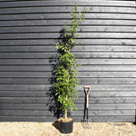 Hoheria sexstylosa Snow White | Ribbonwood - Bushy - Height 180-240cm - 18-20lt