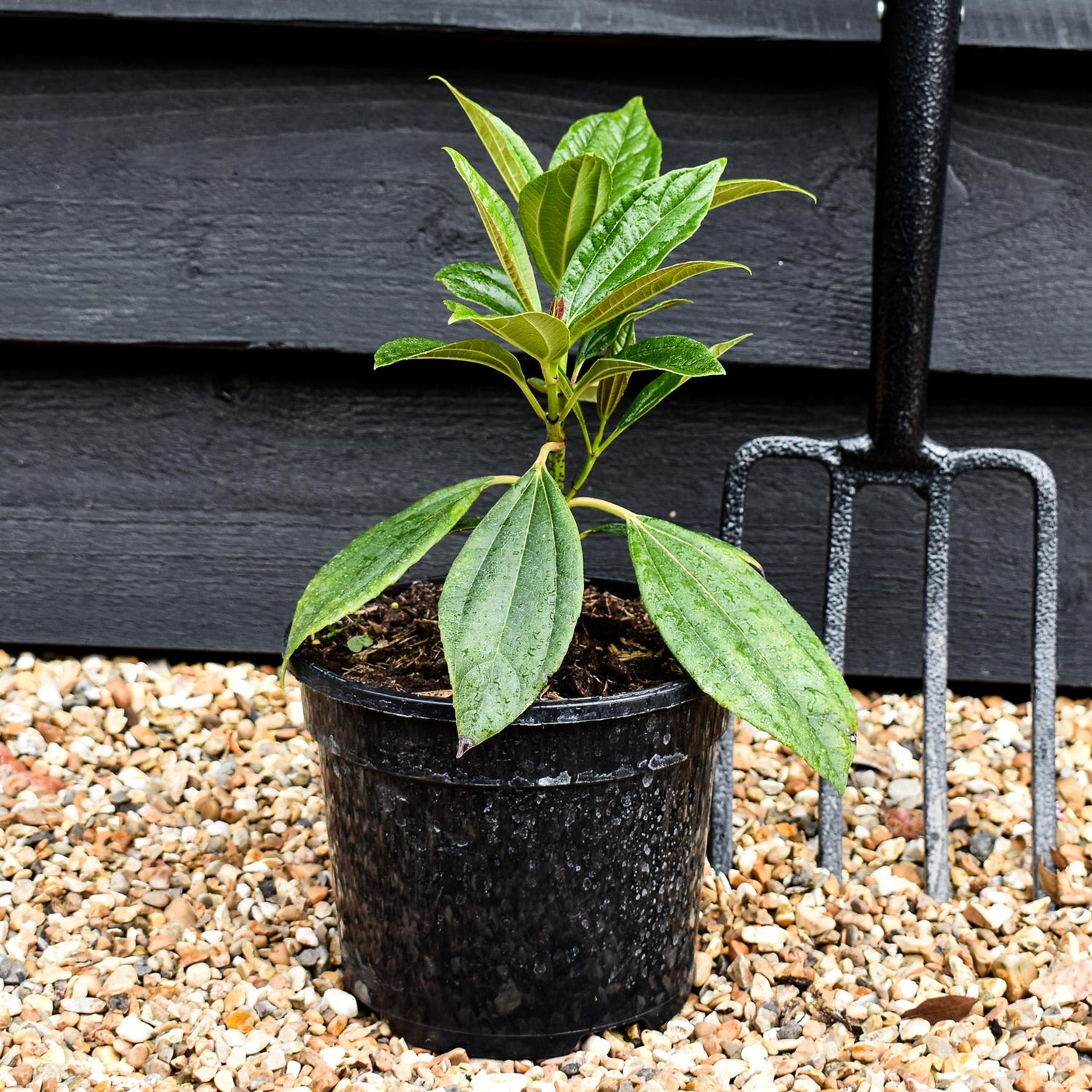 Viburnum davidii - 15-30cm - 2lt