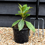 Viburnum davidii - 15-30cm - 2lt