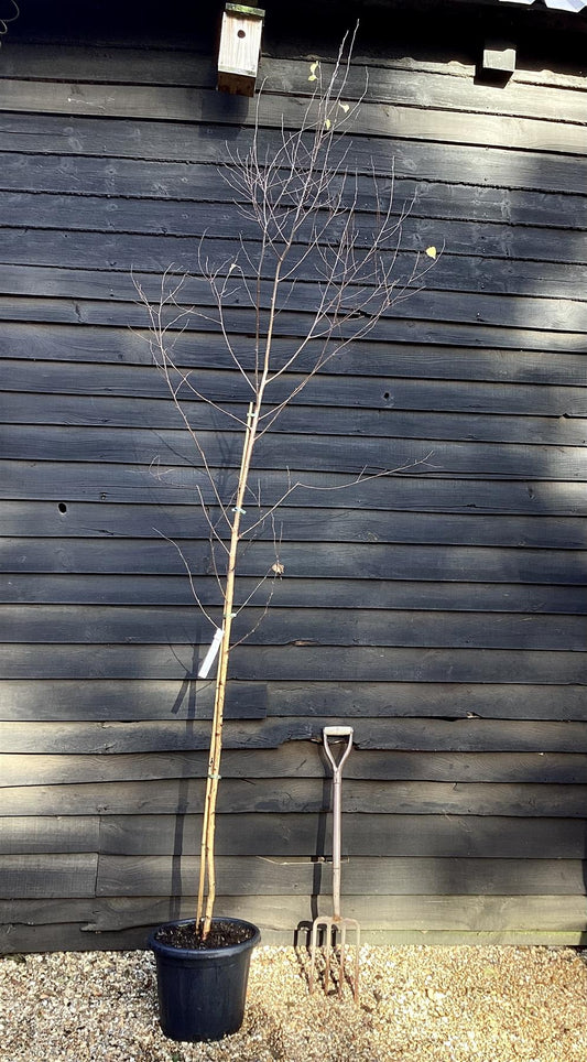 Betula pendula Golden Beauty | Golden Birch Tree  - 300-320cm, 30lt
