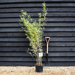 Fargesia nitida 'Black Pearl' | Black Pearl Bamboo - 140-160cm - 7.5lt