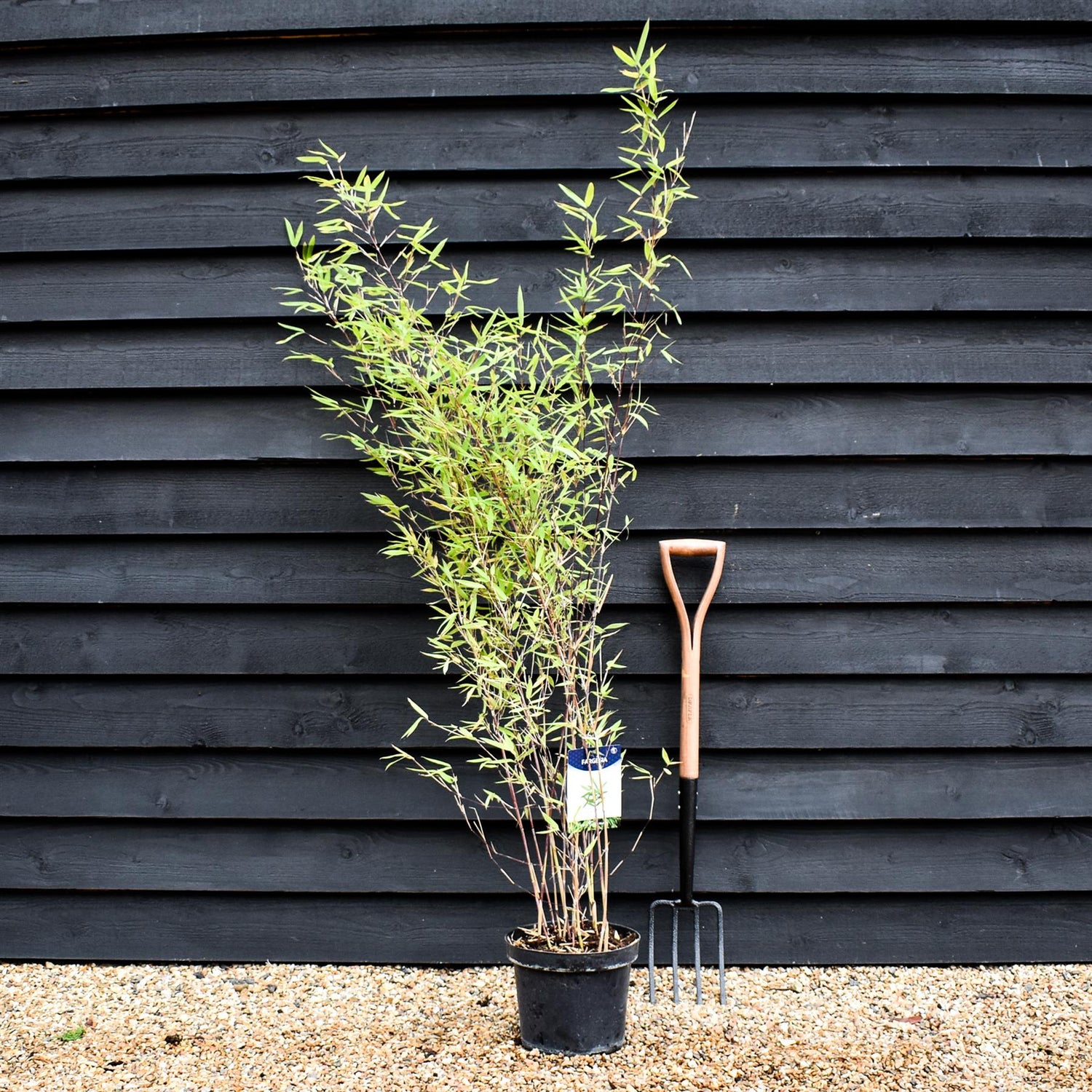 Fargesia nitida 'Black Pearl' | Black Pearl Bamboo - 140-160cm - 7.5lt