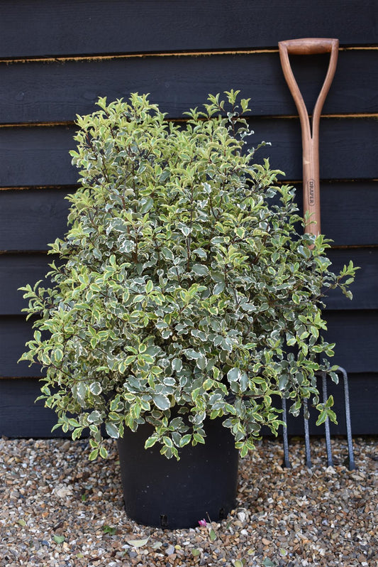Pittosporum variegatum - 80-100cm - 12lt
