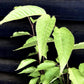 Prunus Kanzan | Cherry Kanzan - 200-250cm, 10lt