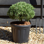 Pinus mugo 'Benjamin' - Height 20-25cm - Width 30-40cm - 8lt
