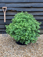 Pittosporum tenuifolium 'Gold Ball' (Golden Ball) - Height 40-60cm - Width 70-80cm - 40lt