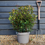Photinia x fraseri 'Carre Rouge' - Ball - 60-80cm - 15lt