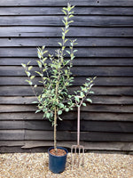Apple tree 'Laxton's Superb' | Malus domestica - TM26 - Dwarfing - 140-150cm - 10lt