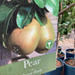 Pear 'Beurre Hardy' | Pyrus communis - 150-160cm - 12lt
