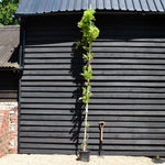Wisteria Sinensis| Chinese wisteria ' - Cane - 350-380cm - 18lt