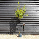 Plum tree 'Oullins Gage' | Prunus domestica - 150-160cm - 10lt