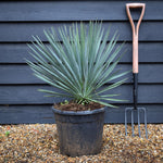 Yucca rigida 'Blue Sentry' - Height 50-60cm - 20lt