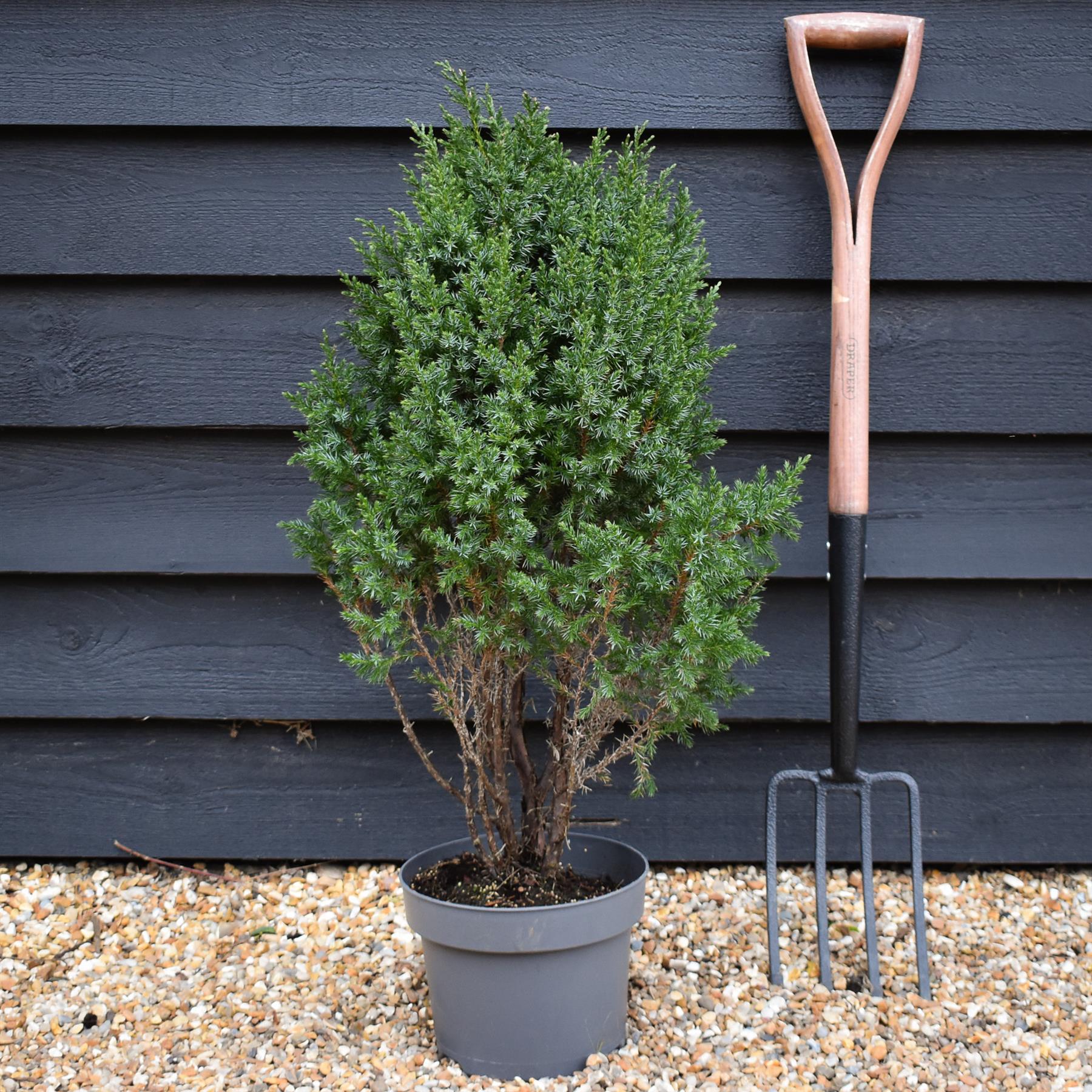 Juniperus chinensis 'Stricta' - Height 60-70cm -5lt – Arundel