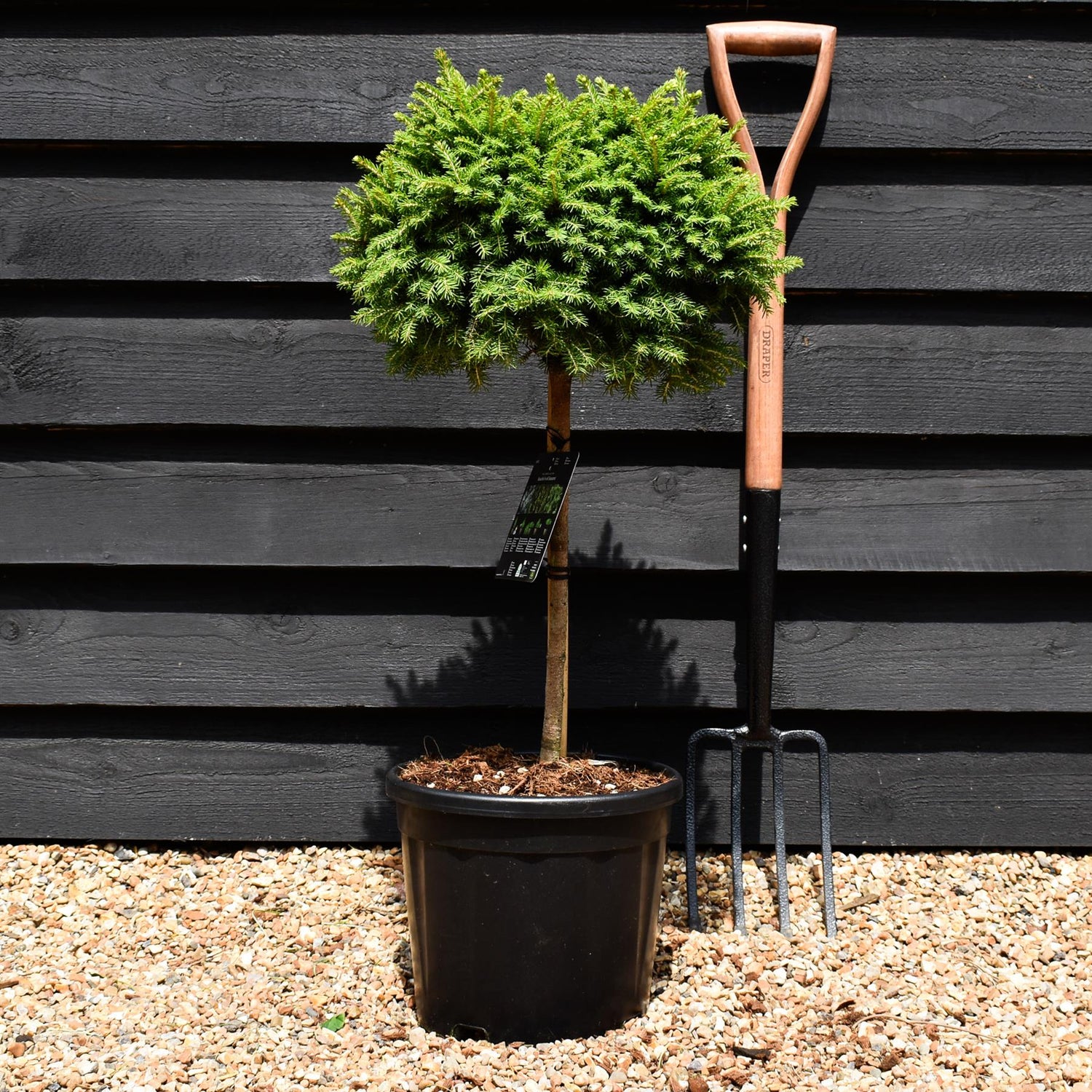 Picea abies Little Gem | Norway Spruce - Stem 35cm - Height 70cm - Width 30-40cm - 11lt