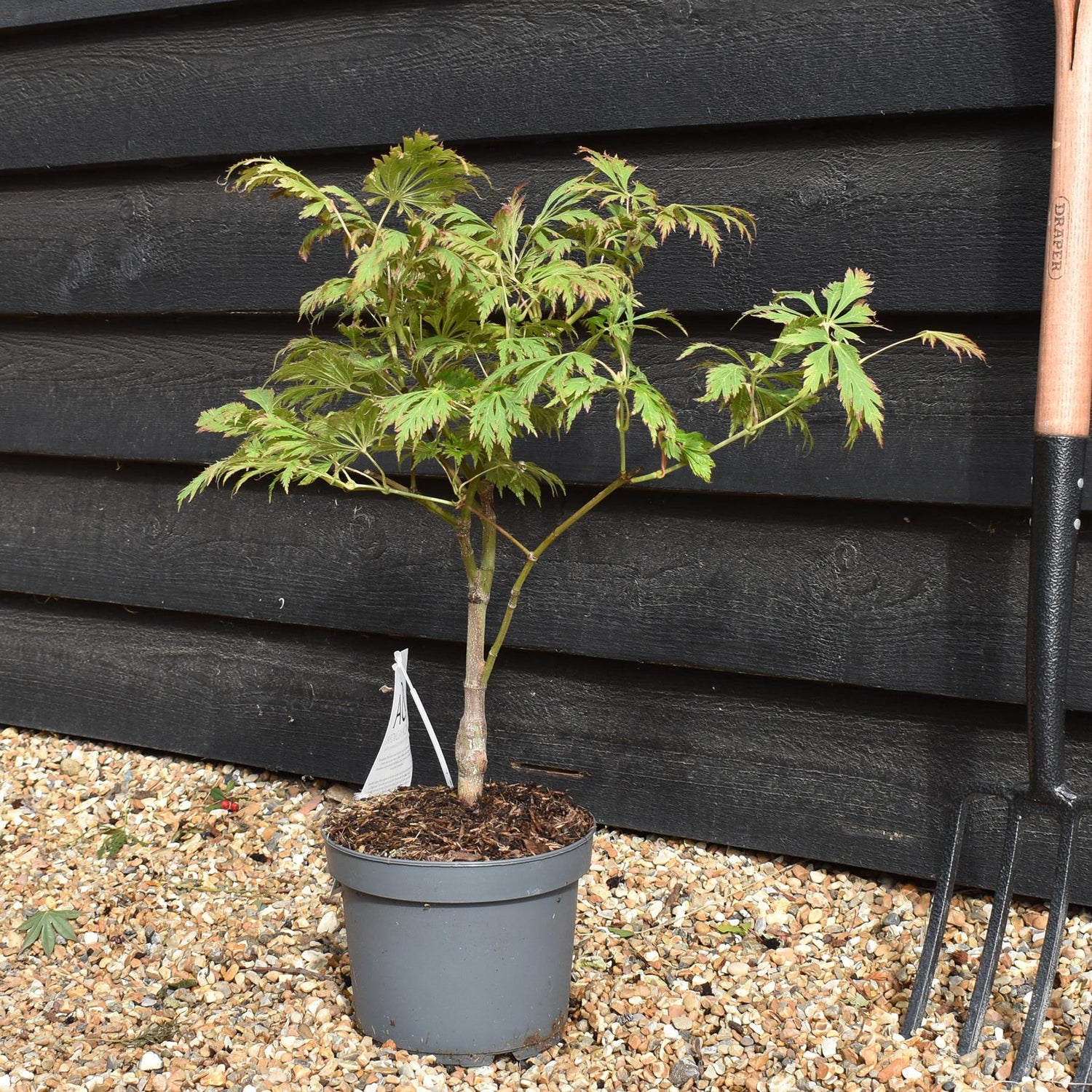 Acer japonicum 'Aconitifolium' | Downy Japanese maple - Height 50-70cm - 4lt