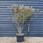 Hydrangea paniculata 'Limelight' - Large Shrub - Height 180-170cm - 70lt